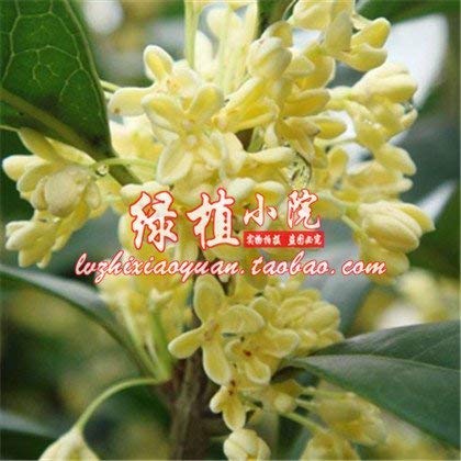 SwansGreen 11 : Osmanthus flower seeds seedlings potted plant seeds Osmanthus cinnabar Gui Fragrans 10 seeds