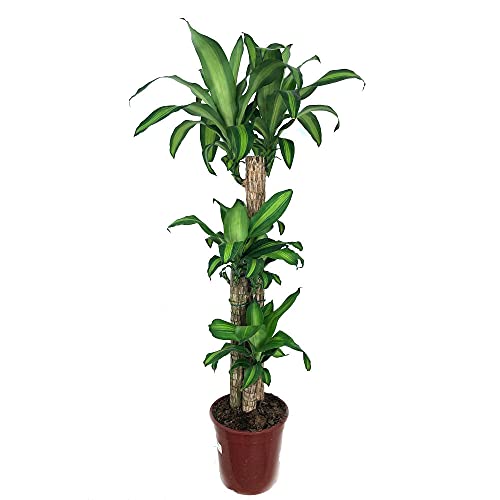 TRONCO DE BRASIL 3 TRONCOS (DRACENA MASAGEANA) 120CM PERFECTO PARA INTERIOR