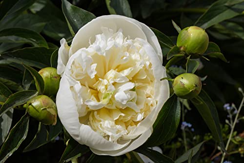 Verdecora Bulbo flor Peonia Olorosa natural | Bulbo de Primavera | 1 unidad (PORTES INCLUIDOS) (Duchesse de Nemours (Blanco))