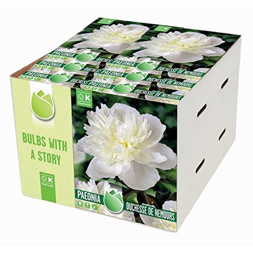 Verdecora Bulbo flor Peonia Olorosa natural | Bulbo de Primavera | 1 unidad (PORTES INCLUIDOS) (Duchesse de Nemours (Blanco))