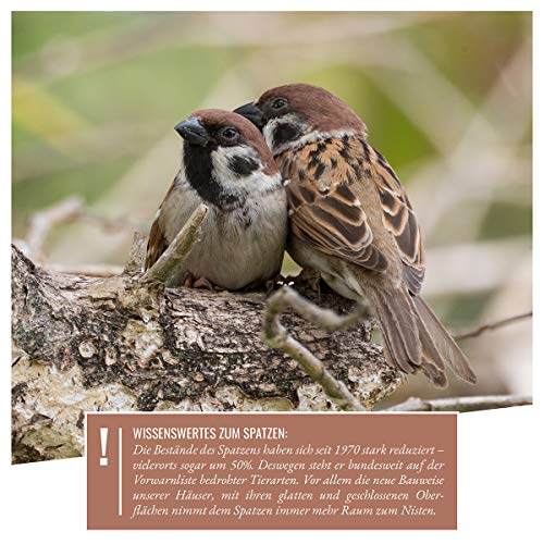 wildtier Herz I Casa de gorriones Hecha de Madera Maciza sin Tratar, Colonia de gorriones Resistente a la Intemperie con Varias cámaras de anidación: apropiada para la Especie y Duradera