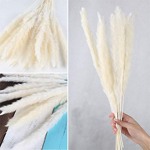 XHXSTORE 30pcs Flores Secas Naturales Blancas, Hierba de Pampas Secas Decoracion Grandes 45cm Tallo de Flor Seca Natural Pluma para Jarrones Interior Exterior Boda Hogar Fiesta Phragmites Communis