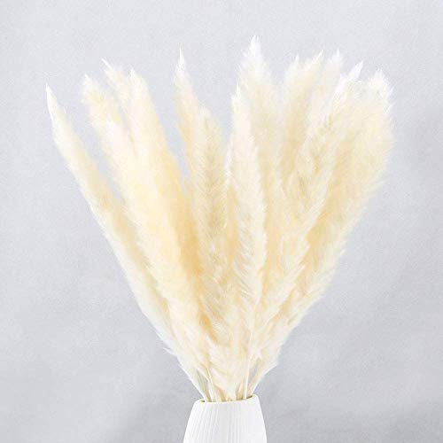 XHXSTORE 30pcs Flores Secas Naturales Blancas, Hierba de Pampas Secas Decoracion Grandes 45cm Tallo de Flor Seca Natural Pluma para Jarrones Interior Exterior Boda Hogar Fiesta Phragmites Communis