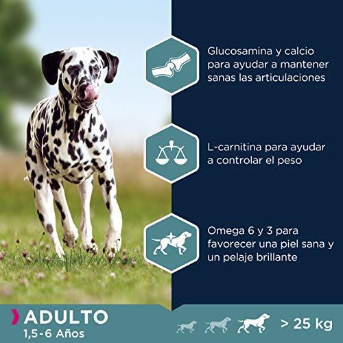 Eukanuba Alimento seco para perros adultos de razas grandes, rico en salmón y cebada, 12 kg