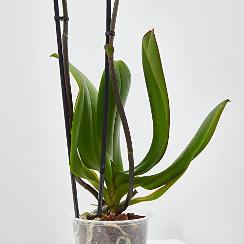 Planta Orquidea phalaenopsis natural 2 tallos maceta Ø12cm - Verdecora… (Morada)