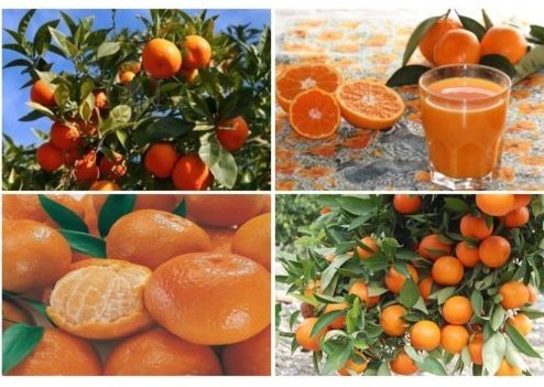 Resistente al frío - Sweet Mandarin árbol Naranja (Citrus reticulata) 25+ semillas frescas