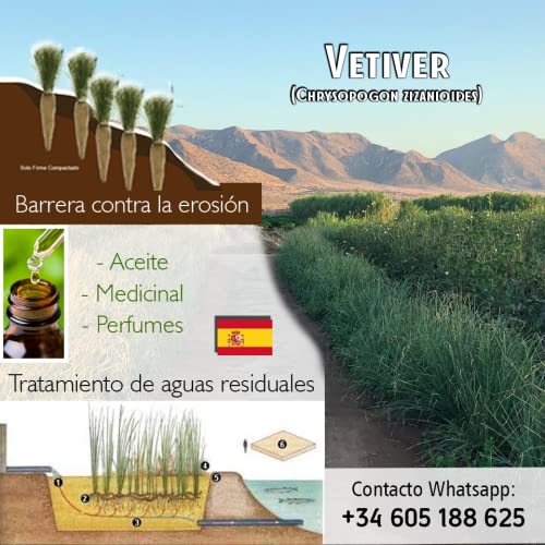 Vetiver Planta Ecológica La Brasileña, OFERTA 100 Esquejes. depuración de aguas, control de erosión, Estabilización de taludes, infértil, no invasiva, raíz desnuda.