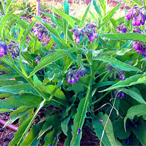 100 semillas medicinales de consuelda Radix Lithospermi para jardín, plantas de jardín para mujeres, hombres, niños, principiantes, regalo de jardineros