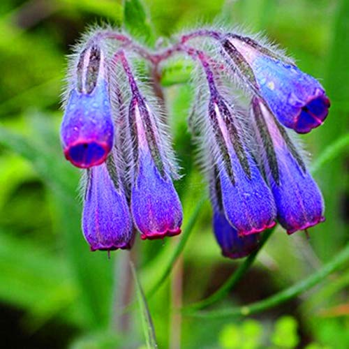 100 semillas medicinales de consuelda Radix Lithospermi para jardín, plantas de jardín para mujeres, hombres, niños, principiantes, regalo de jardineros