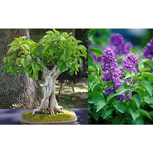 15 Semillas Syringa vulgaris (lila púrpura Común Árbol) Bonsai