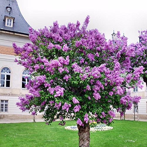 15 Semillas Syringa vulgaris (lila púrpura Común Árbol) Bonsai