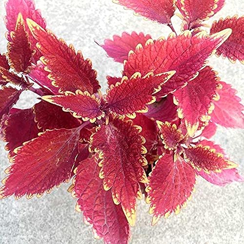 150 piezas Mezcla de semillas de Perilla Hierba anual plantada en el balcón Patio Shiso Verano Colores florecientes Fresco Agradable Tiene valor ornamental