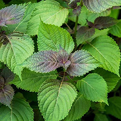 150 piezas Mezcla de semillas de Perilla Hierba anual plantada en el balcón Patio Shiso Verano Colores florecientes Fresco Agradable Tiene valor ornamental