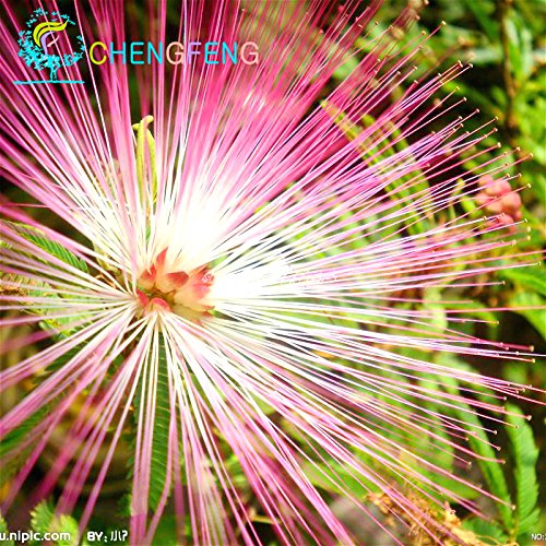 20 Semillas Piezas Bonsai Albizia flor llamada la semilla del árbol de seda Mimosa raras plantas de jardín en maceta Flores del arco iris del pote