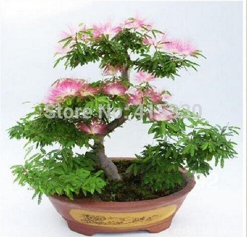 20 Semillas Piezas Bonsai Albizia flor llamada la semilla del árbol de seda Mimosa raras plantas de jardín en maceta Flores del arco iris del pote