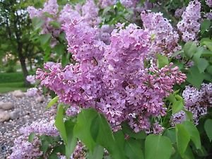 20Seeds, lila 'Oldfashioned' ~ púrpura/rosa ~"Syringa vulgaris" ~ arbusto perenne