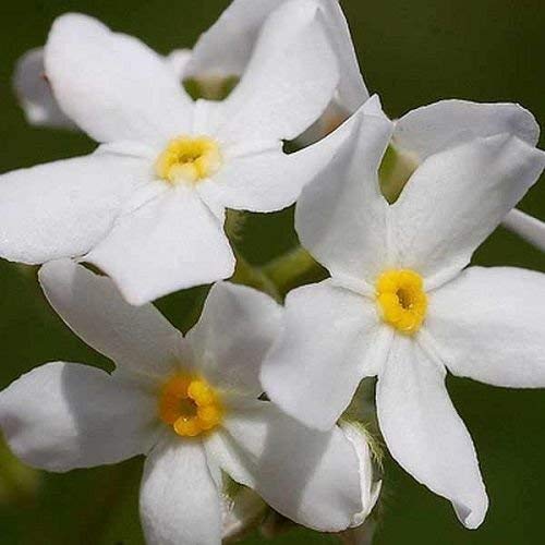 250 Semillas Victora blanca no me olvides las semillas de flor Myosotis