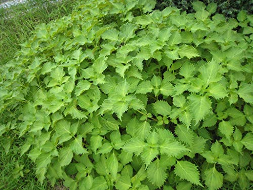 300 VERDE shiso aka Semillas Perilla frutescens ornamental de la hierba verde y púrpura