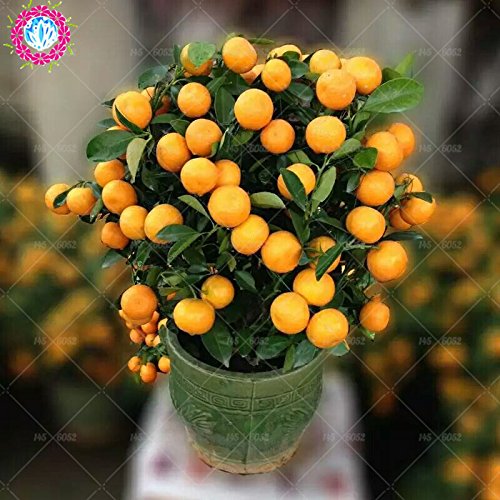 40pcs Árboles Frutales semillas plantadas Dwarf Semillas dulce orgánico del kumquat frutas de naranja en maceta semillas semillas de mandarina Citrus jardín Bonsai