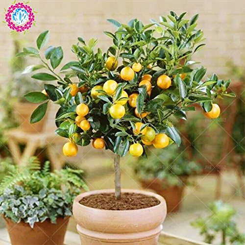 40pcs Árboles Frutales semillas plantadas Dwarf Semillas dulce orgánico del kumquat frutas de naranja en maceta semillas semillas de mandarina Citrus jardín Bonsai