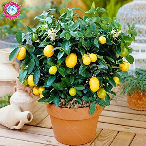 40pcs Árboles Frutales semillas plantadas Dwarf Semillas dulce orgánico del kumquat frutas de naranja en maceta semillas semillas de mandarina Citrus jardín Bonsai