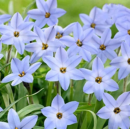 5 Piezas Bulbos De Zephyranthes Perennes Elegantes Hermosos Azul Claro Lirio De Lluvia Bulbo Tubérculos Para Plantar Fragancias Especiales Flores Cortadas Refinadas Decoración