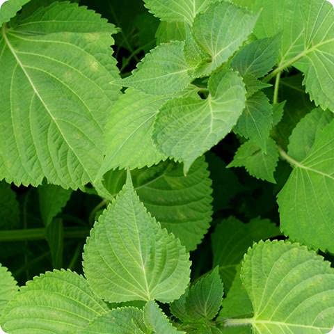 Aamish 100 piezas de semillas de plantas verdes Shiso