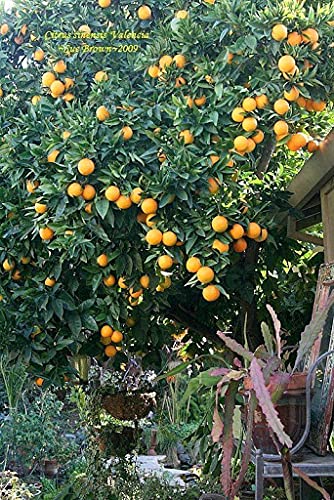 Aamish 15 piezas de árboles frutales de naranja Valencia enano