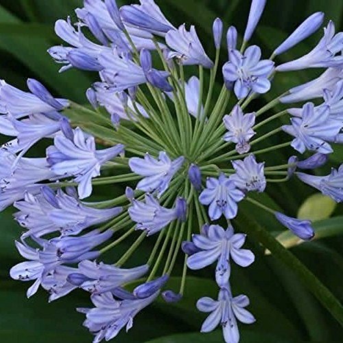 Agapanthus africanus azul del lirio africano de las semillas nil