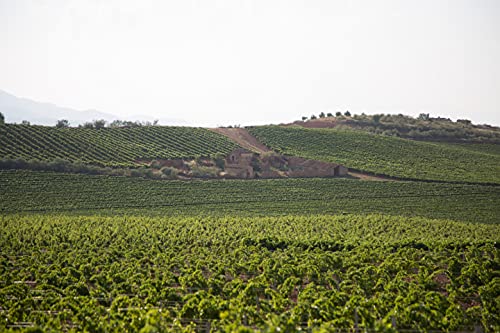 Anayón Chardonnay - Vino D.O. Cariñena - 750 ml