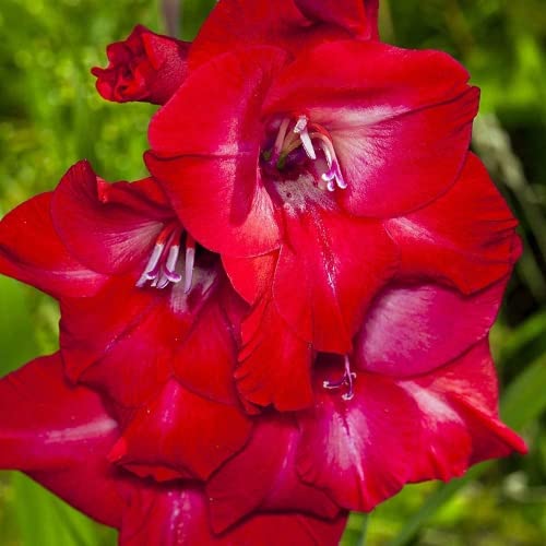 Arreglo de plantación de flores preferidas flores perennes 5 piezas rojo precioso Bulbos de Gladiolas