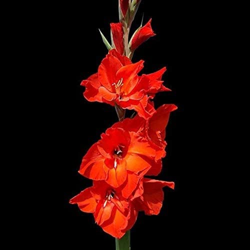 Arreglo de plantación de flores preferidas flores perennes 5 piezas rojo precioso Bulbos de Gladiolas