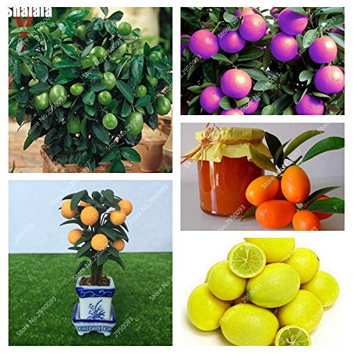 Bloom Green Co. 30 pcs/bolsa Enano Kumquat Balcn Patio Bonsai Jugosa Naranja Ãrbol frutal Planta Exterior Ctricos dulces Planta Seedfor Maceta: 4