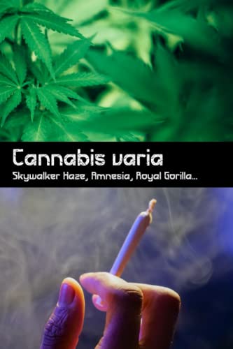 Cannabis varia - Skywalker Haze, Amnesia, Royal Gorilla: Recensione per la panoramica sulla marijuana