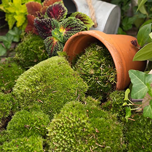 CocaFlora - Musgo vivo, árboles blancos (Leucobryum glaucum), musgo de cojín, sustrato húmedo y seco, decoración eficaz, para el bosque en cristal, 1 litro.