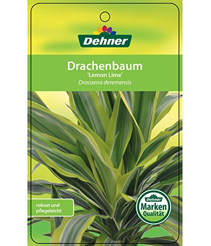 Dehner Árbol de dragón limón de 3 piezas, aprox. 110 – 120 cm, diámetro de maceta 21 cm, planta interior