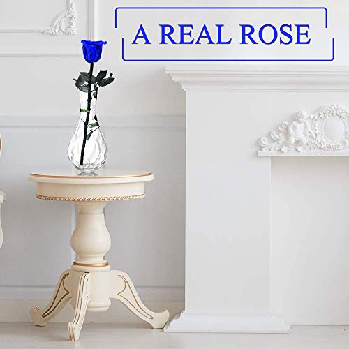 Dewanxin Rosa Eterna,Rosa Natural Preservada,para Decoración del Hogar Boda San Valentín Día de la Madre Navidad Aniversario Cumpleaños - Roja (Blue)