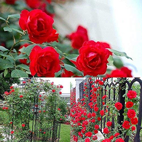 eamqrkt 100 Pzas/Juego Rosal Trepador Semillas Perenne Aromático Jardín Hogar Planta Multiflora Flor Semilla - Rojo, Small