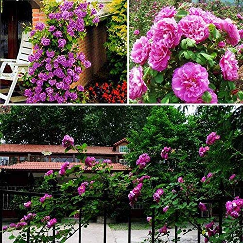 eamqrkt 100 Pzas/Juego Rosal Trepador Semillas Perenne Aromático Jardín Hogar Planta Multiflora Flor Semilla - Rojo, Small