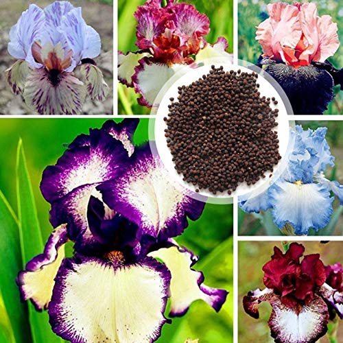 Iris Germanica Semillas, 50Pcs / Bolsa Iris Germanica semillas viables Semillas Perenne flor fresca natural para Balcón