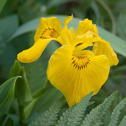 Iris Missouriensis Seeds 5+ semillas de flores amarillas orgánicas fáciles de cultivar para la siembra de jardines y jardines