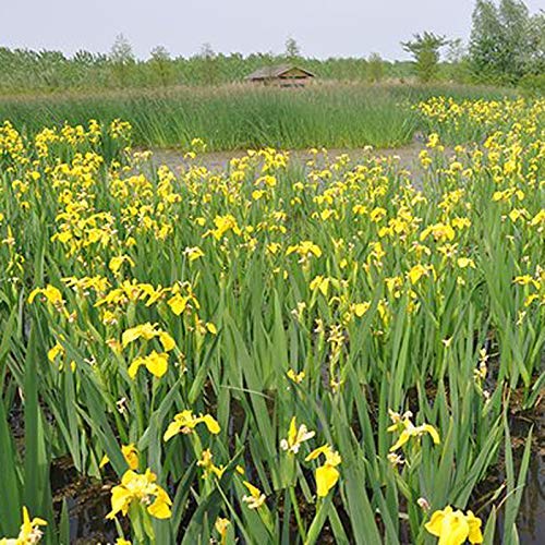 Iris Missouriensis Seeds 5+ semillas de flores amarillas orgánicas fáciles de cultivar para la siembra de jardines y jardines