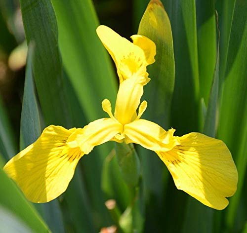 Iris Missouriensis Seeds 5+ semillas de flores amarillas orgánicas fáciles de cultivar para la siembra de jardines y jardines