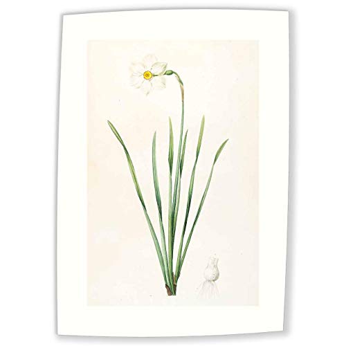 JH Lacrocon Pierre-Joseph Redoute - Narcissus Poeticus Reproducción Cuadro sobre Lienzo Enrollado 30X50 cm - Pinturas Flor Impresións Decoración Muro