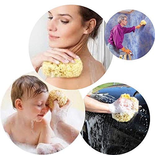 Kalyspongea® - Esponja de playa 100% natural, grande, 12 – 13 cm, de Grecia de alta calidad, fuerte y resistente, exfoliante de baño para ducha, cuerpo vegetal, marina, paquete para regalo