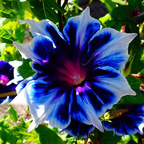 KINGDUO Egrow 100Pcs/Bag Morning Glory Seeds Blue Glory Fragrant Garden Climbing Flowers Hanging out Plants