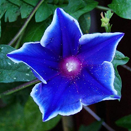 KINGDUO Egrow 100Pcs/Bag Morning Glory Seeds Blue Glory Fragrant Garden Climbing Flowers Hanging out Plants