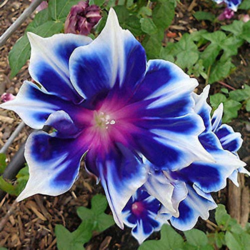 KINGDUO Egrow 100Pcs/Bag Morning Glory Seeds Blue Glory Fragrant Garden Climbing Flowers Hanging out Plants