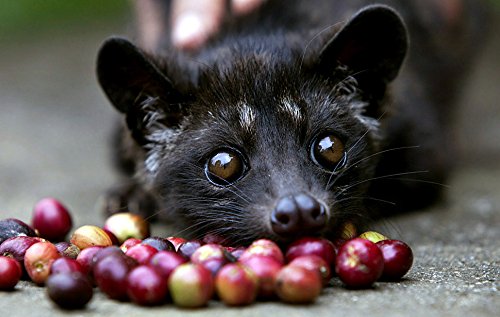 Kopi Luwak Natural (Molido Grueso)- El café más raro del mundo -