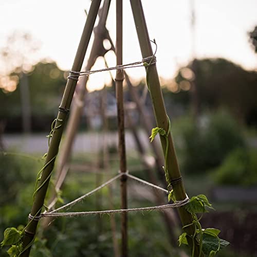 KULTIVERI Varillas de Bambú Naturales Ecológicas. 25 Estacas para Uso Agrícola y Huertos Domésticos. Tutores para Tomateras y Otras Plantas. (150 cm (10-12 mm diámetro))